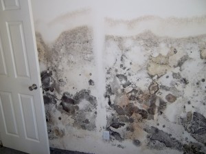 Mold Damage: Bedroom 