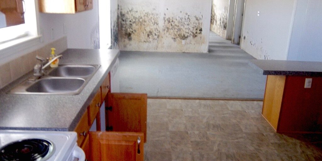 Kitch Dining Mold Damage